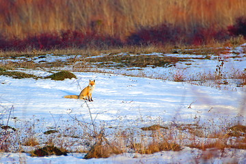 Image showing curious fox