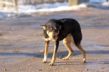 Image showing dog on a rural road