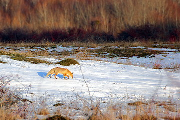 Image showing fox following a rabbit track