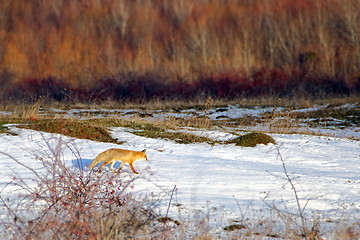Image showing fox searching for food