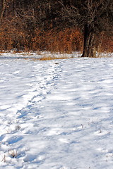 Image showing wild boar tracks