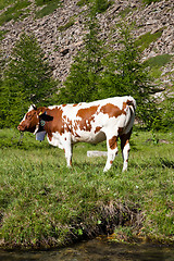 Image showing Cows and Italian Alps