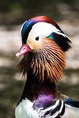 Image showing Mandarin Duck