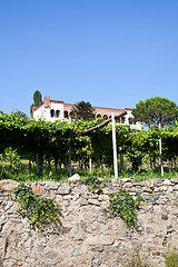 Image showing Italian charming villa in vineyard