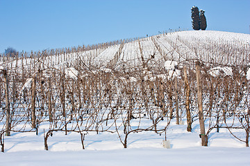 Image showing Tuscany: wineyard in winter