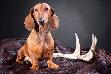 Image showing red dachshund with hunting trophy