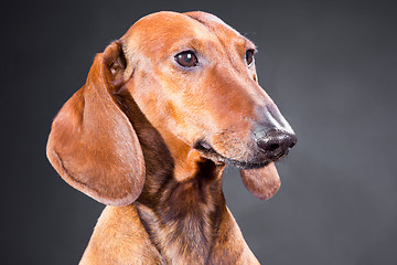 Image showing portrait of red dachshund