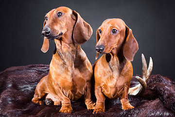 Image showing two red dachshund dogs with hunting trophy