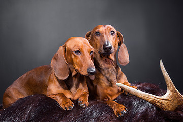 Image showing two red dachshund dogs with hunting trophy