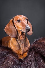 Image showing red dachshund with hunting trophy
