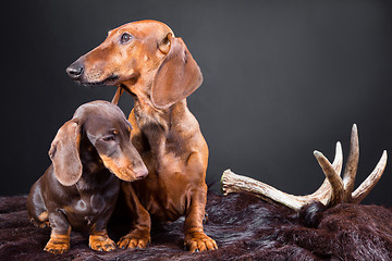 Image showing red and chocolate dachshund dogs with hunting trophy