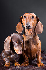 Image showing red and chocolate dachshund dogs with hunting trophy