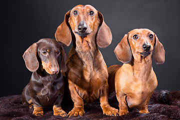 Image showing three red and chocolate dachshund dogs