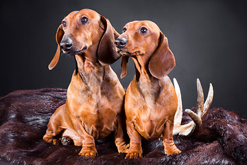 Image showing two red dachshund dogs with hunting trophy