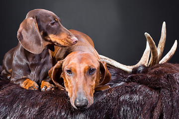 Image showing rest of red and chocolate dachshund dogs after hunting 