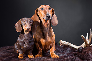 Image showing red and chocolate dachshund dogs with hunting trophy