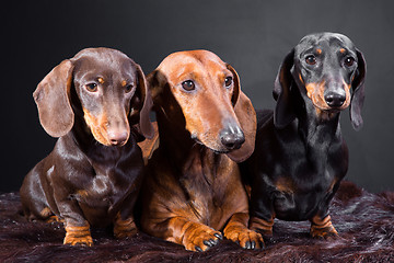 Image showing three dachshund dogs