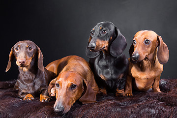 Image showing four dachshund dogs