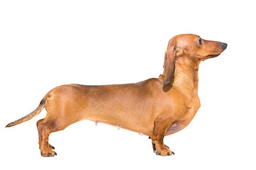 Image showing red dachshund on isolated white