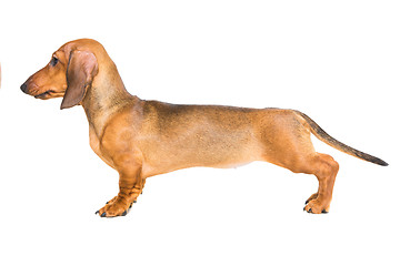 Image showing red dachshund puppy on isolated white