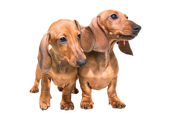 Image showing two red dachshund dogs on isolated white