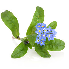 Image showing Forget Me Not Flower