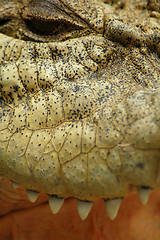 Image showing crocodile detail