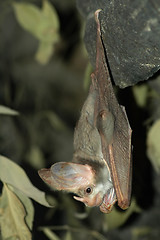 Image showing hanging bat