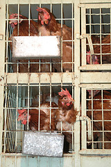 Image showing roosters