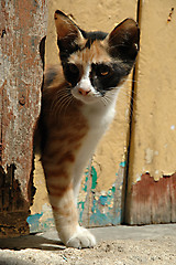 Image showing Cat and wooden door