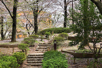 Image showing Tokyo cherry blossom