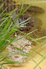 Image showing hiding crockodile