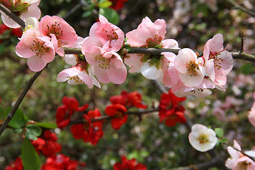 Image showing Japanese Quince