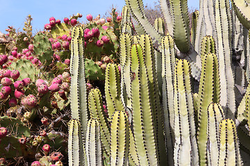 Image showing Tenerife nature