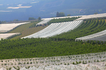 Image showing Farming in Italy