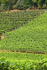 Image showing Vineyard