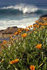 Image showing nature wilderness