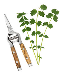 Image showing Salad Burnet Herb