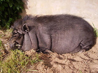 Image showing Pig