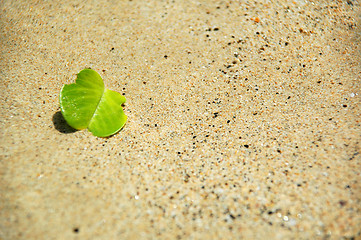 Image showing Green and sand