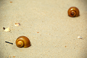 Image showing Beach and snails