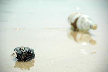 Image showing Coconut and bottle