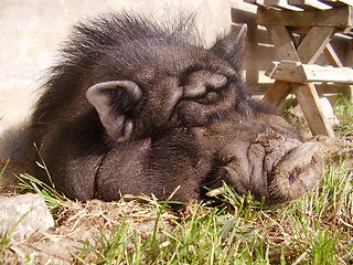 Image showing Pig