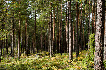 Image showing Golden bracken