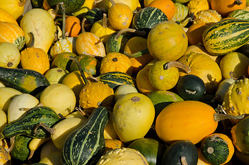 Image showing Pumpkins