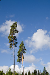 Image showing Two pine trees