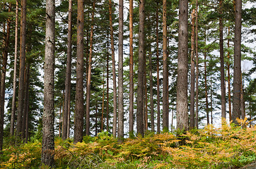 Image showing Pine tree trunks