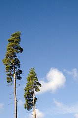 Image showing Two tall trees