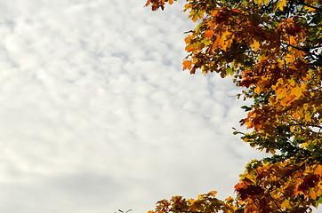 Image showing Autumn leaves