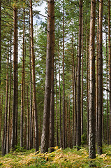 Image showing Pine forest